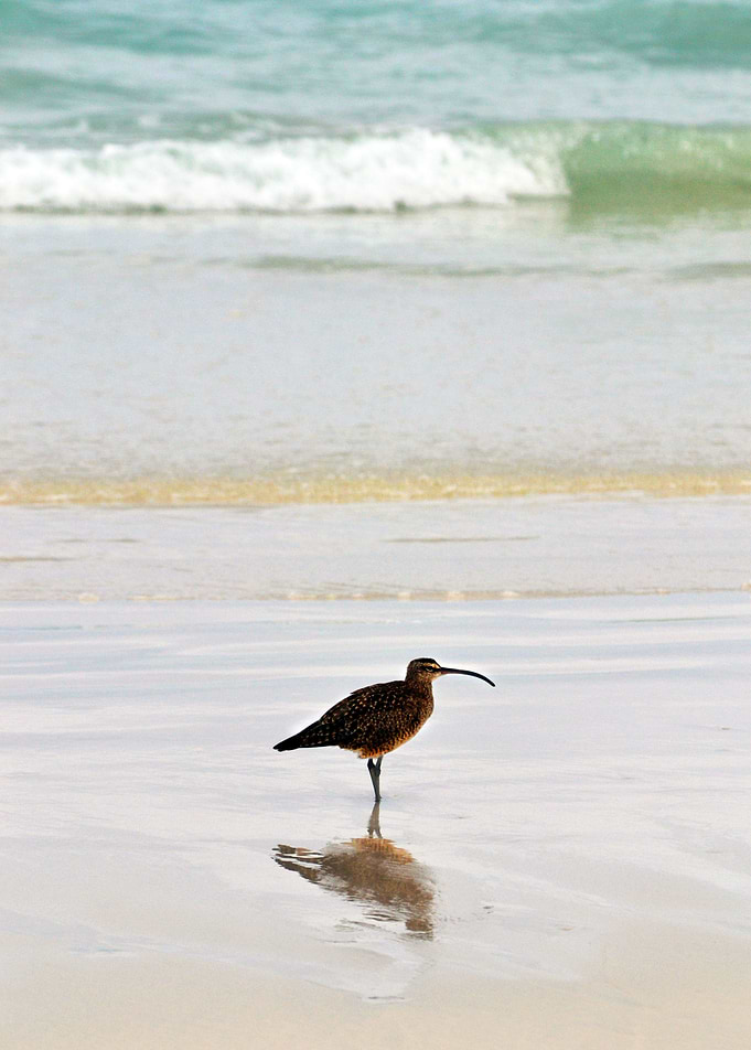 Cormorán - Galapagos