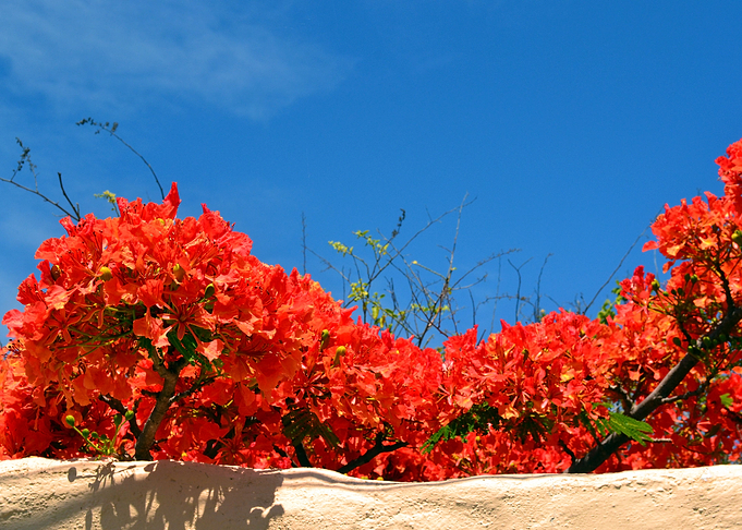 Flowers - Galapagos