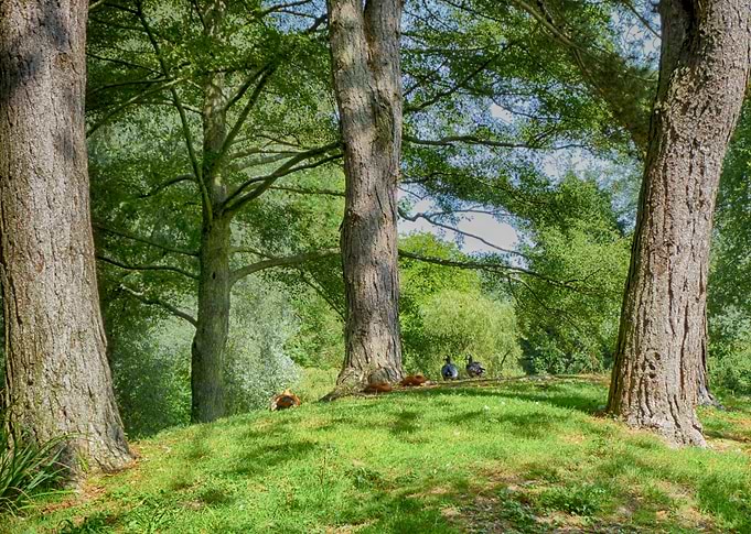 Among the Trees