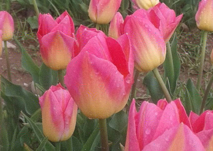 Nature is Beautiful
