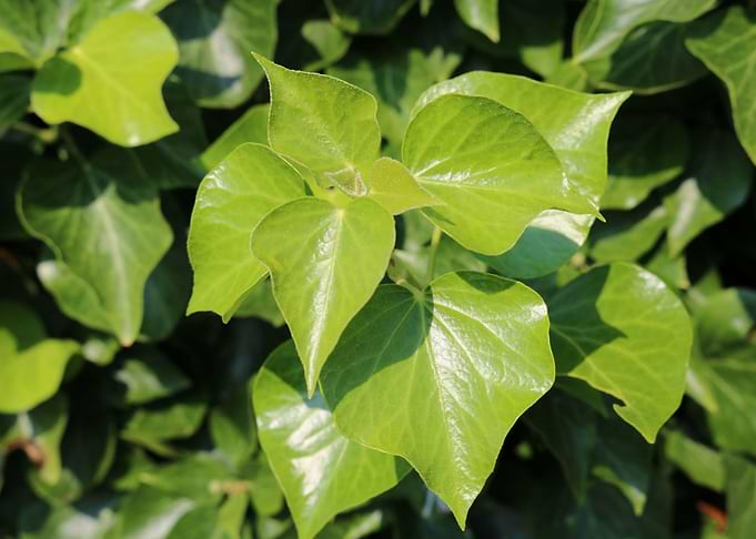 Green leaves
