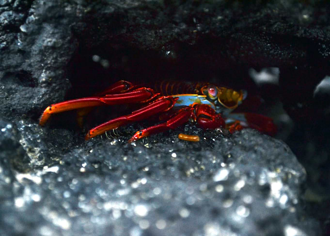 La Zayapa - Galapagos