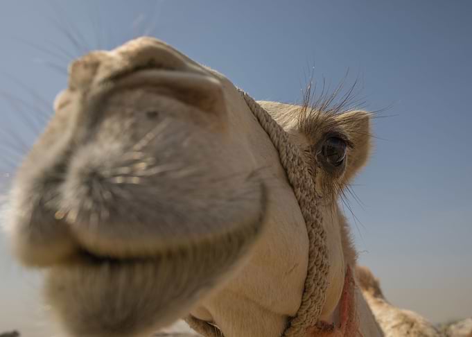 Dubai Camel 2