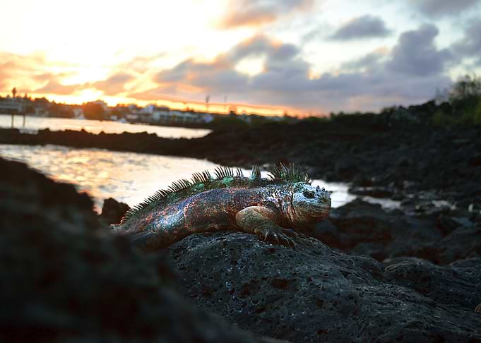 Galápagos - Ecuador