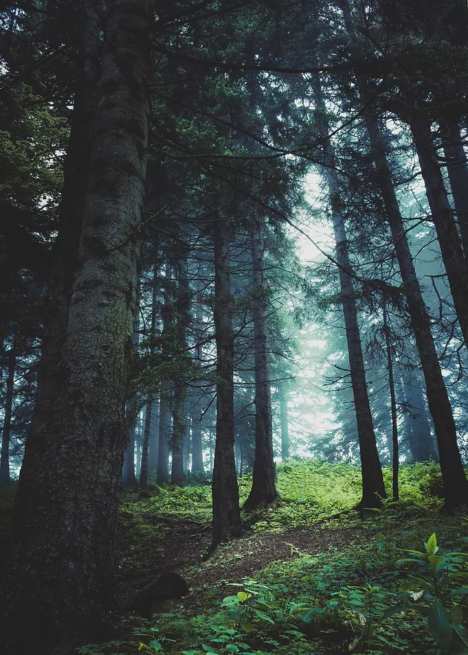 Silence in the Wood