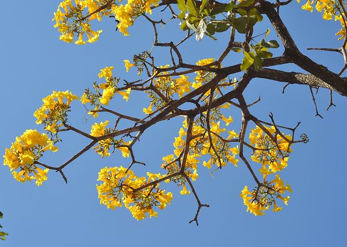 Yellow Flowers