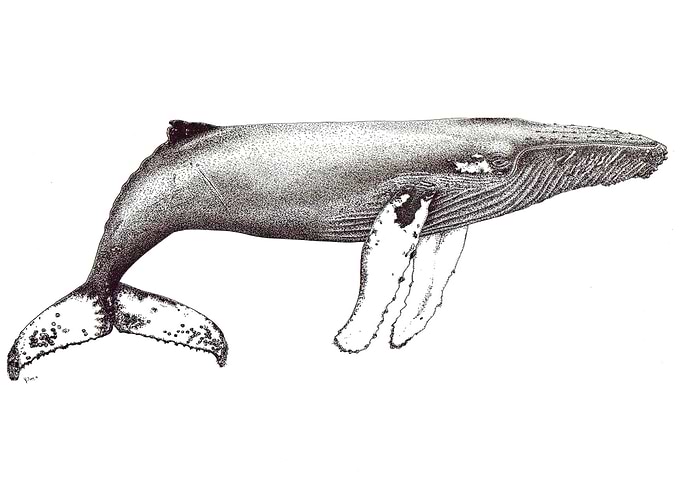 Ink humpback whale