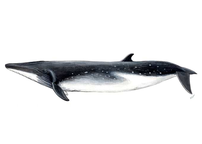 Bryde´s whale