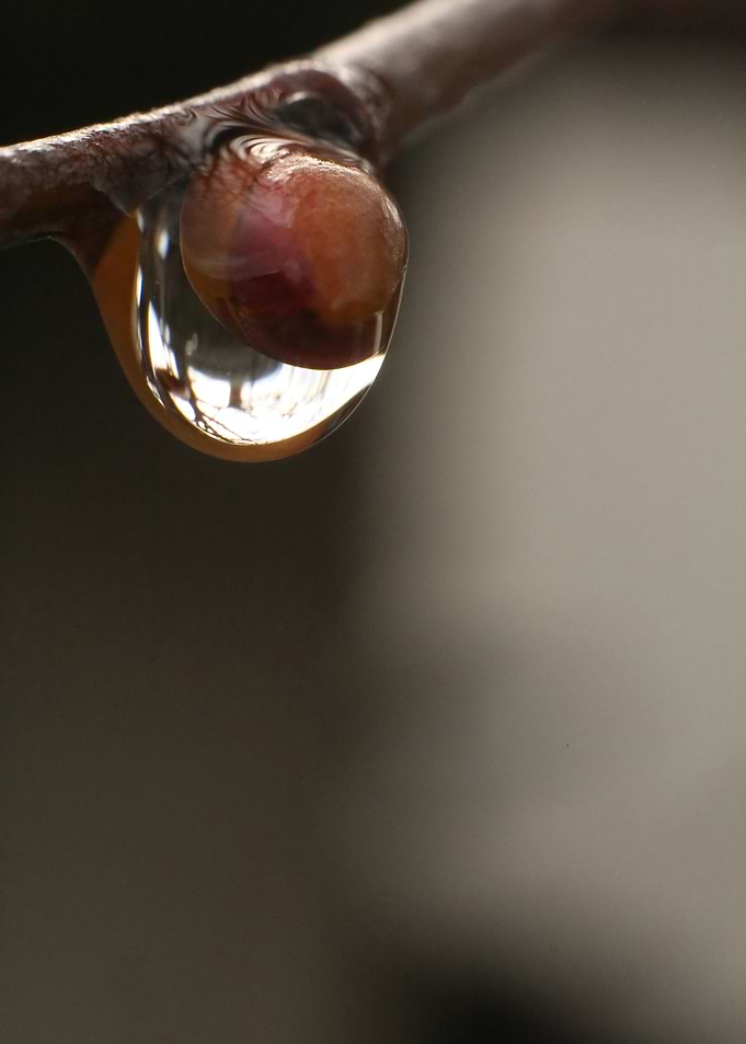 Linden Bud with Rain Drop