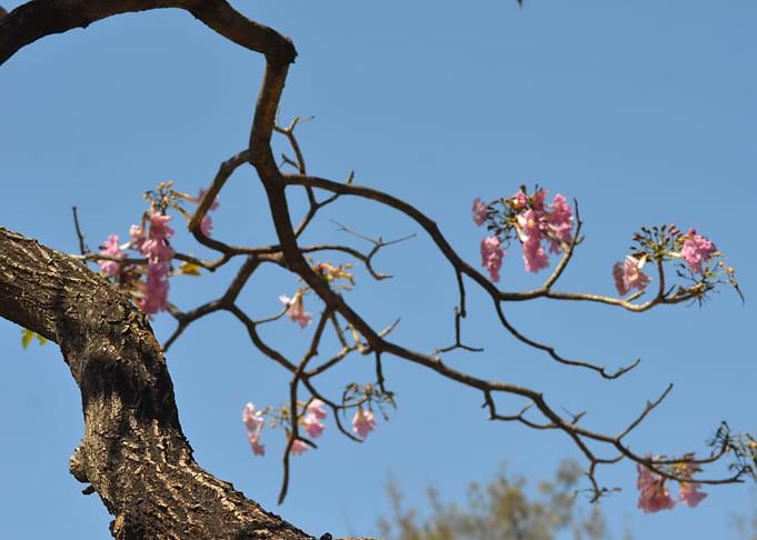 Handroanthus