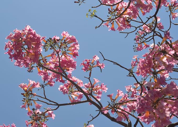 Pink Flowers