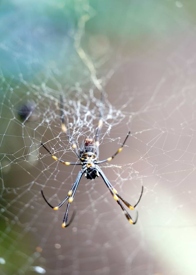 Along Came A Spider