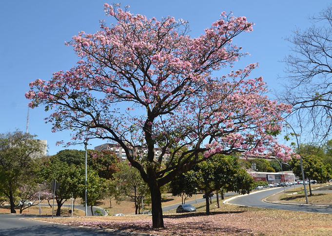 Pink Flowers