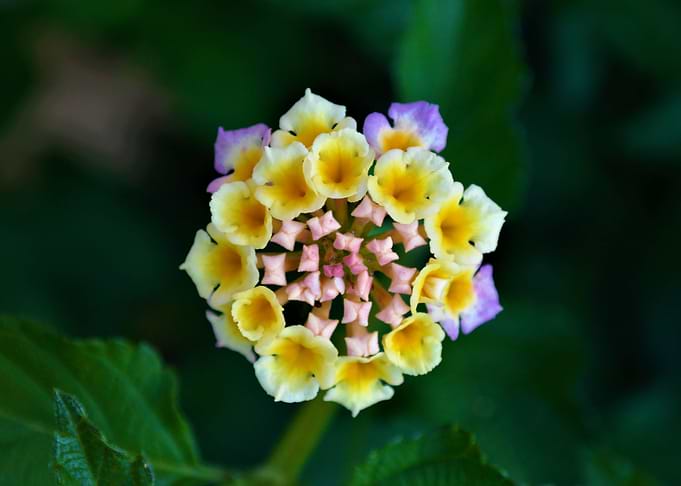 Blooming