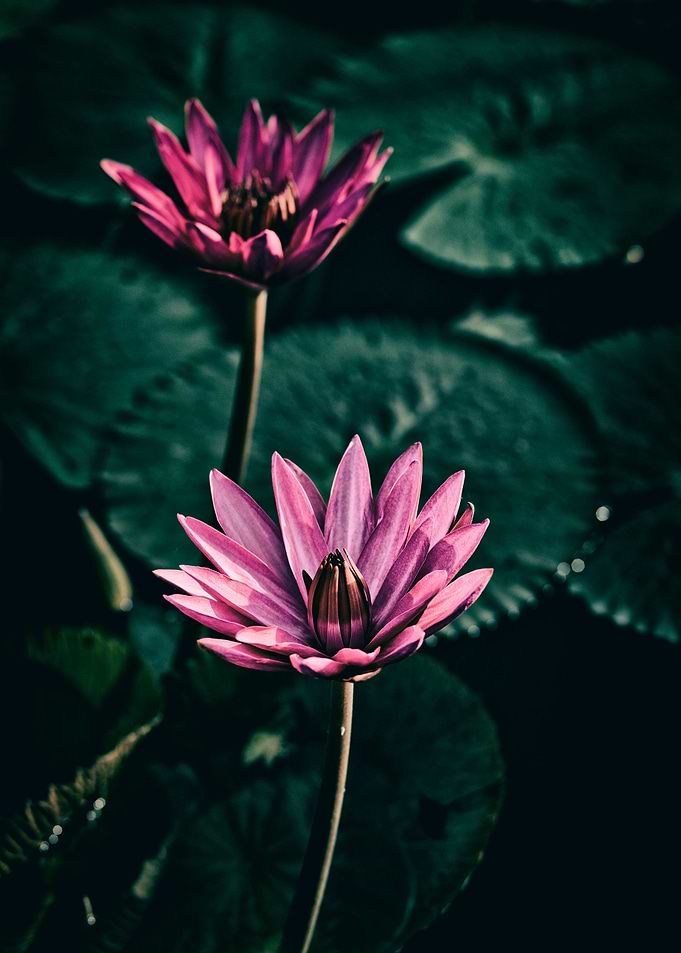 Water lily