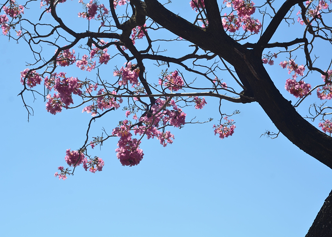 Pink Flowers