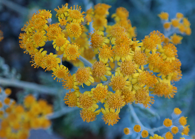 Yellow flower