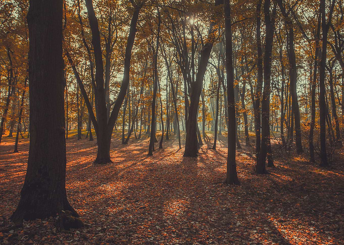 Autumn forest