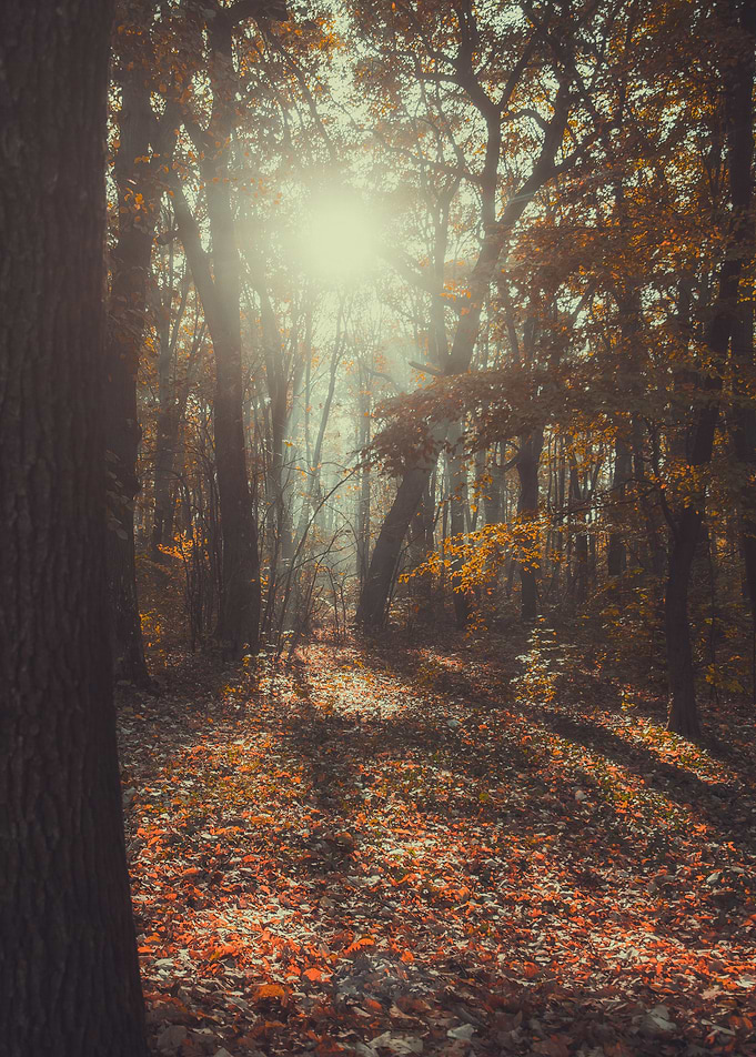 Autumn forest