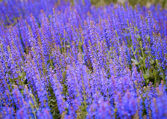 Lavander