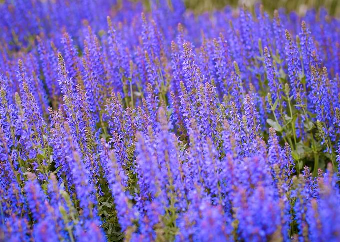 Lavander