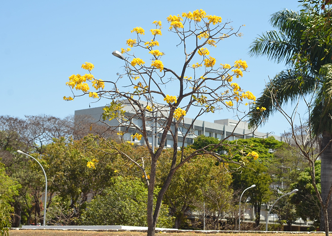 Yellow Flowers