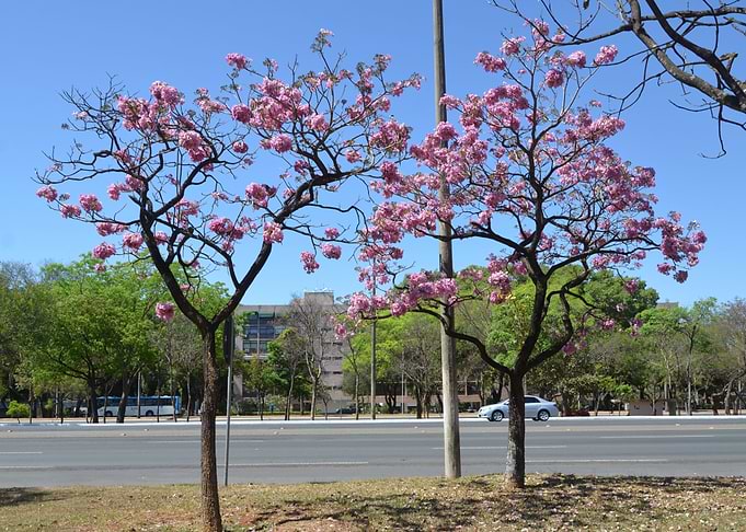 Handroanthus