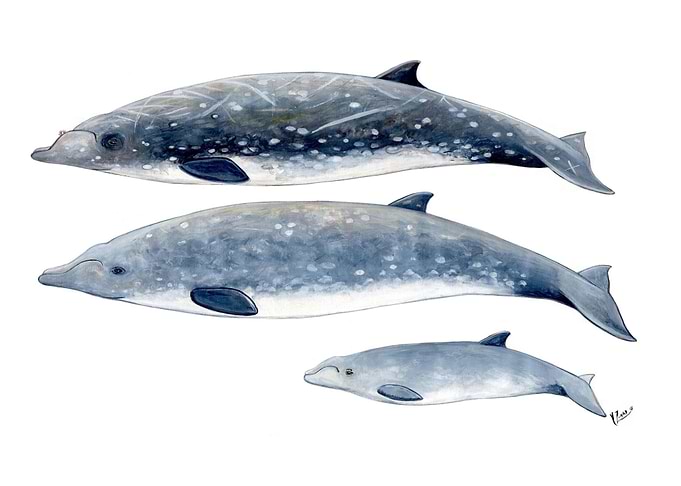 Blainville beaked whales