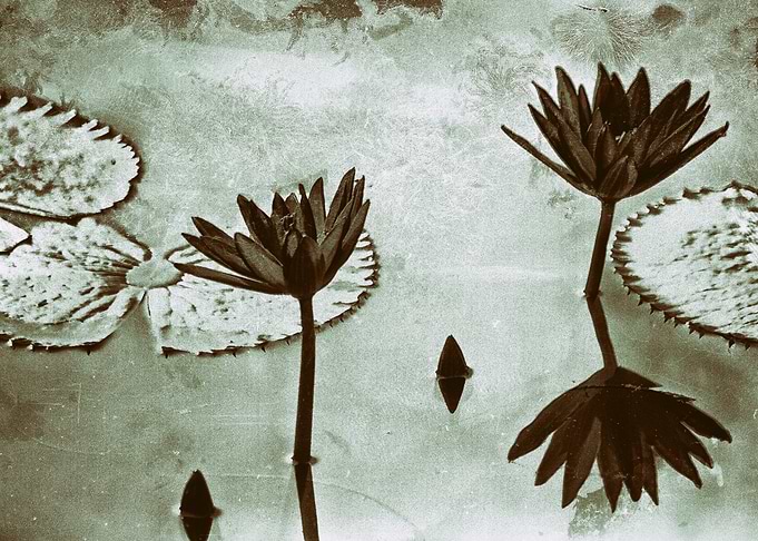 Water lily film analogue