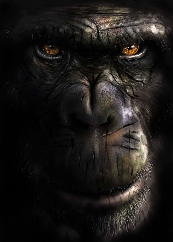 Chimpanzee