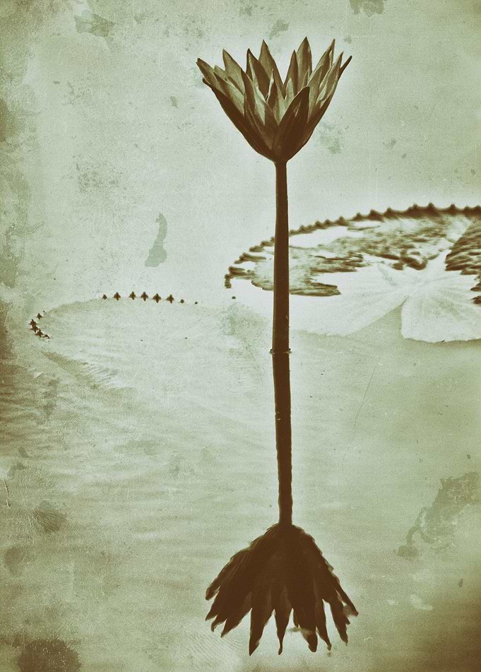 Water lily film analogue