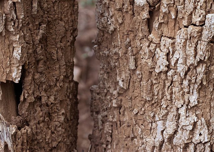 bark wall
