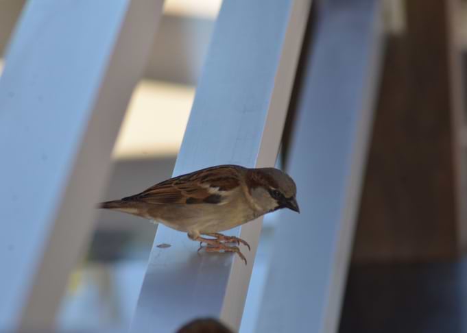 Bird