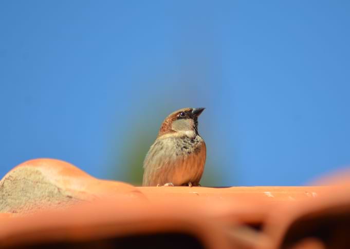 Bird