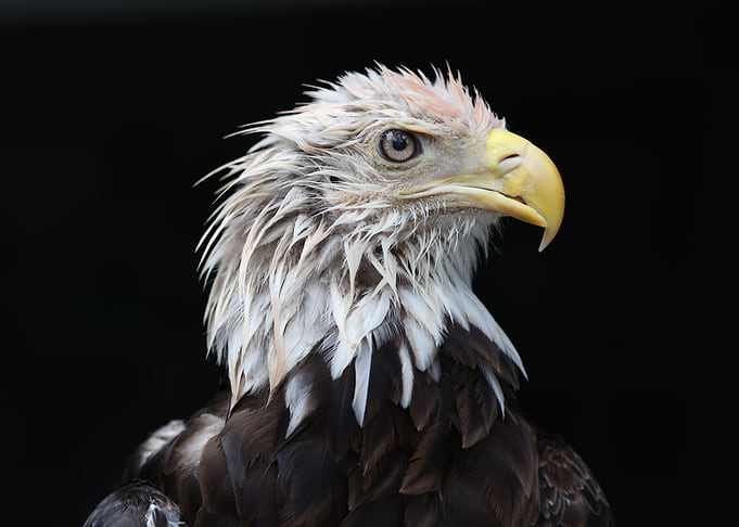 The American Bald Eagle
