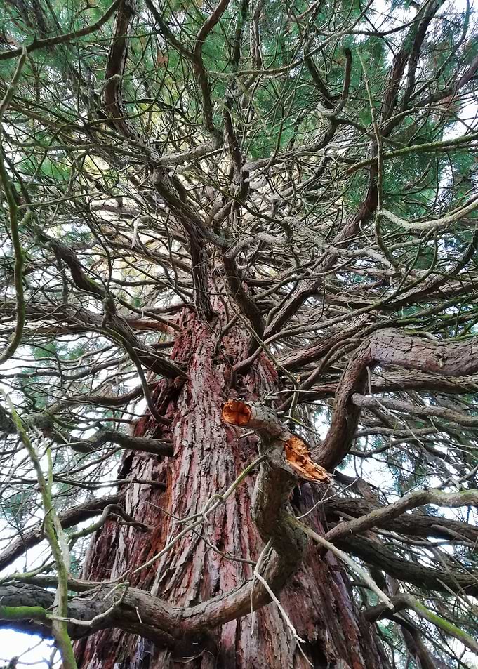 Entangled