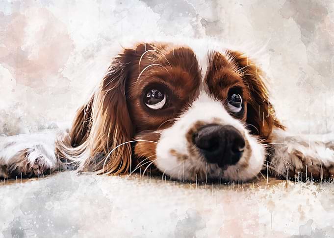 Cute dog