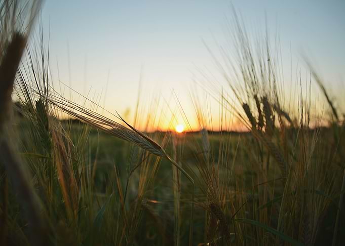 Sunset in the crop field