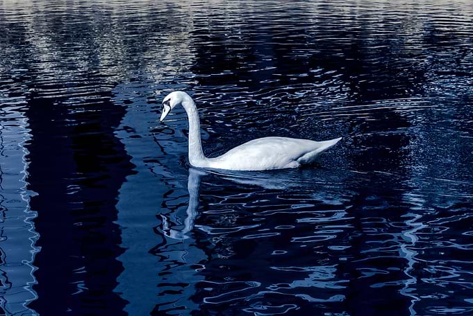 Blue swan