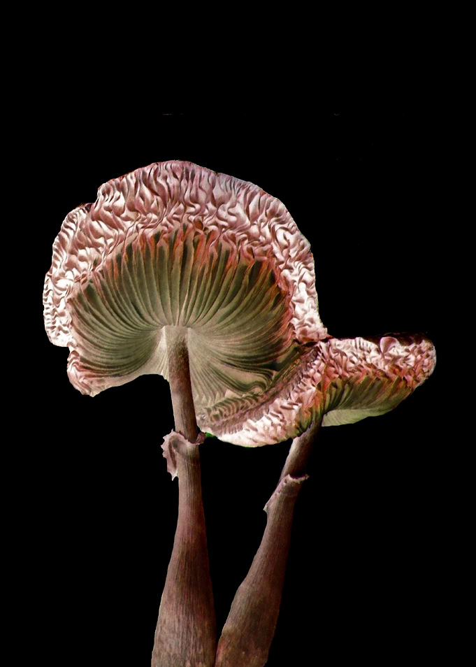 IA - Pink Parasols