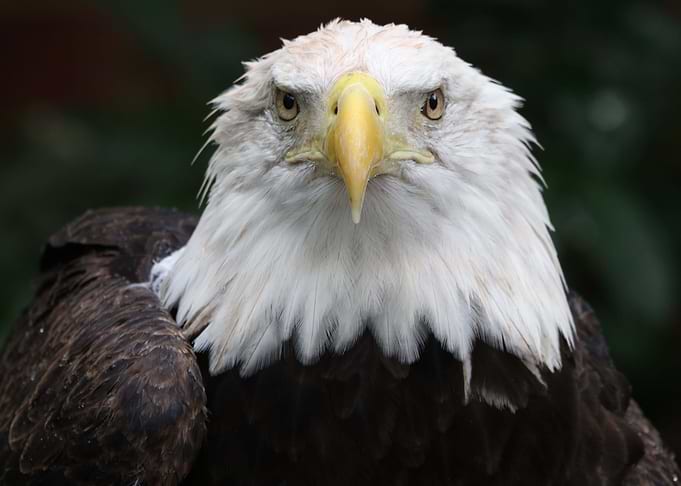 American Pride