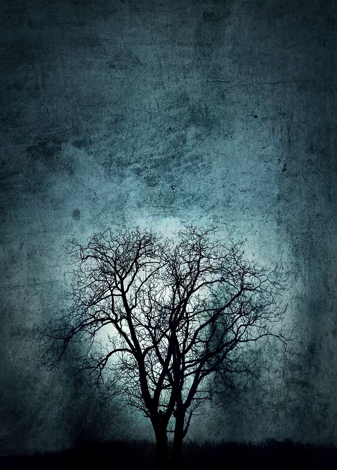 Tree at night