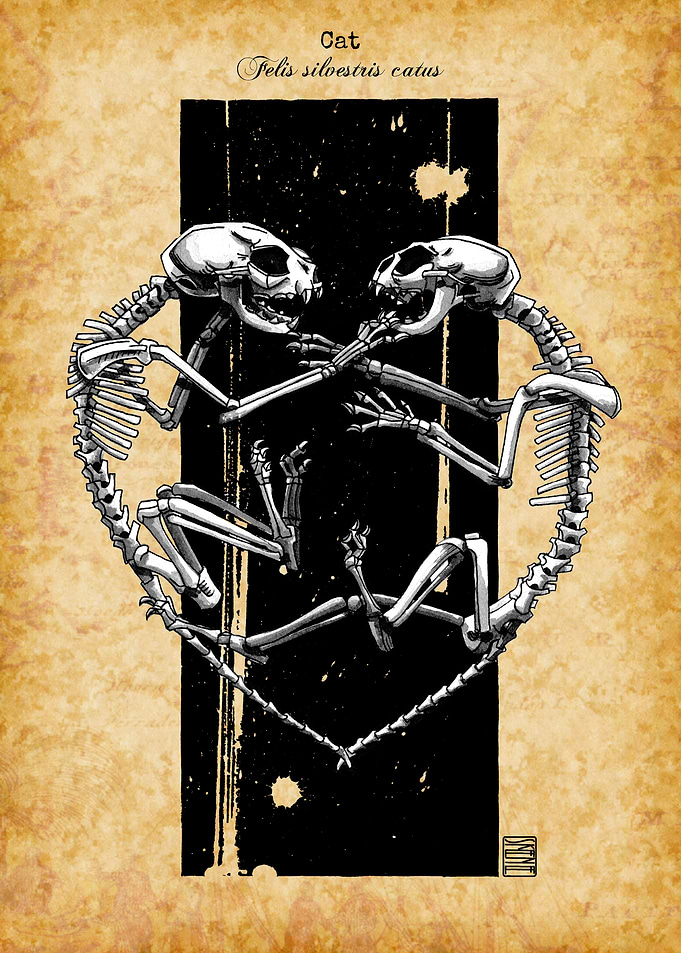 Cat Skeletons