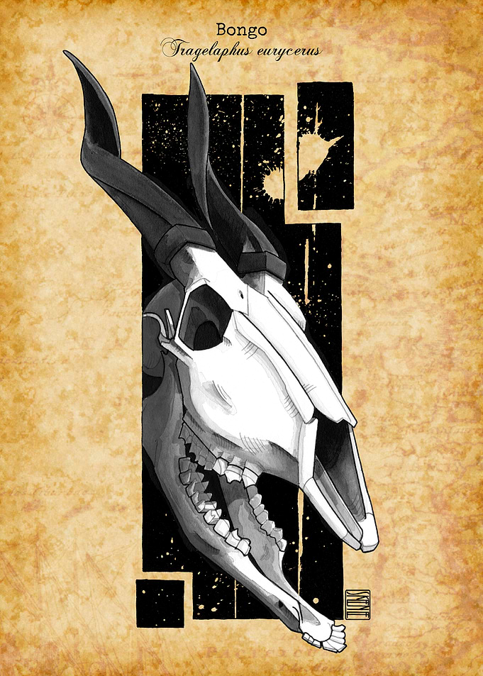 Bongo Skull