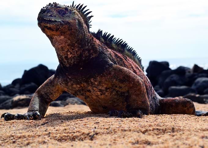 Iguana Marina