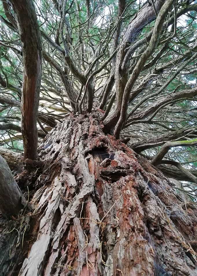 Entangled II
