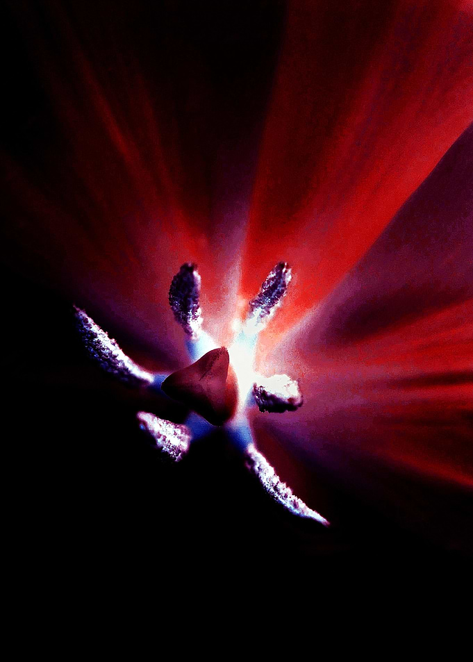 Red Tulip IA