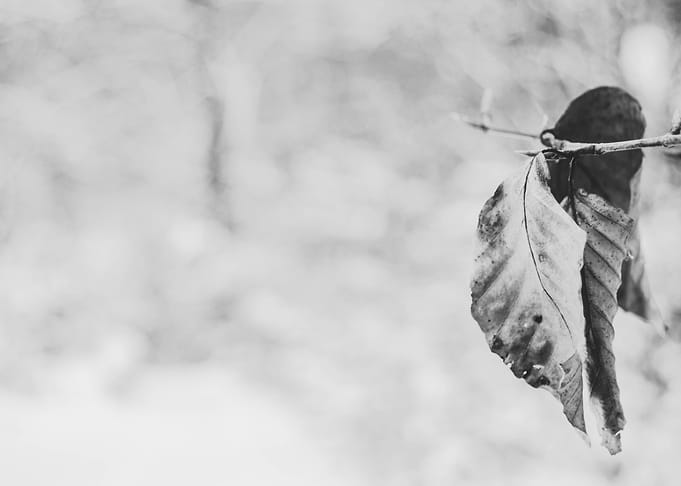 Cold leaf