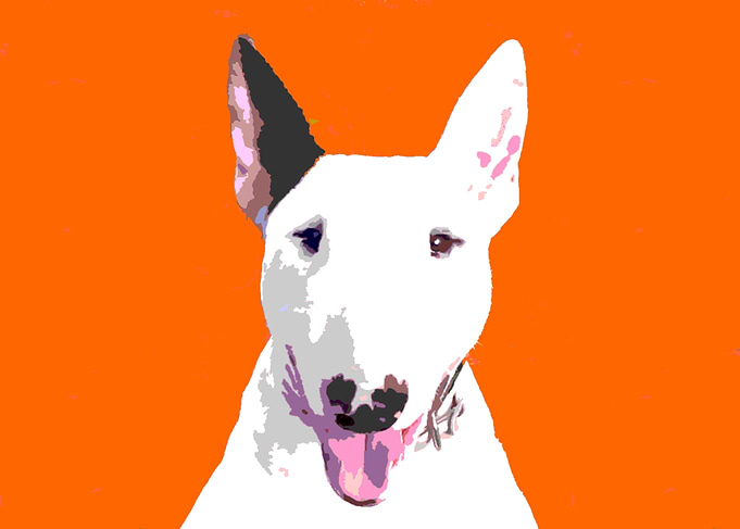 bull terrier