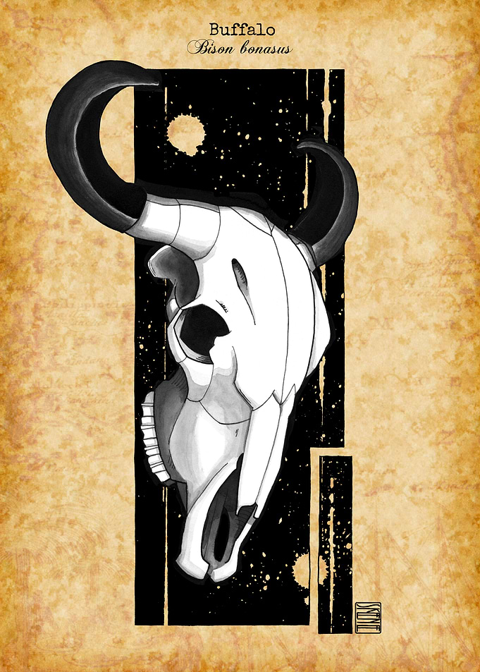 Buffalo Skull
